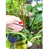 Rain Bird SW20-30PS Drip Irrigation Spot Watering Dripper/Emitter, 2 Gallon