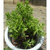 Tetragona Crassula Tetragona Mini Pine Tree Succulent 5-6" cuttings freshly