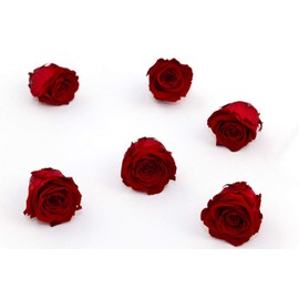 Rosen-Te-Amo 6 Infinity Red Rose Heads - Our Exclusive Decorative Introduction || Preserved Flower Box | Express Your Decorative Creativity | Birthday Gift for Women Mum Girlfriend Grandma