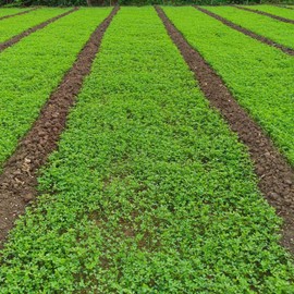Outsidepride 10 lb. Annual Berseem Clover Seed for Food Plots, Cattle Forage, & Cover Crops