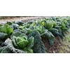Seeds Savoy Cabbage Vertus Beautiful Vegetable Heirloom Ukraine for Planting