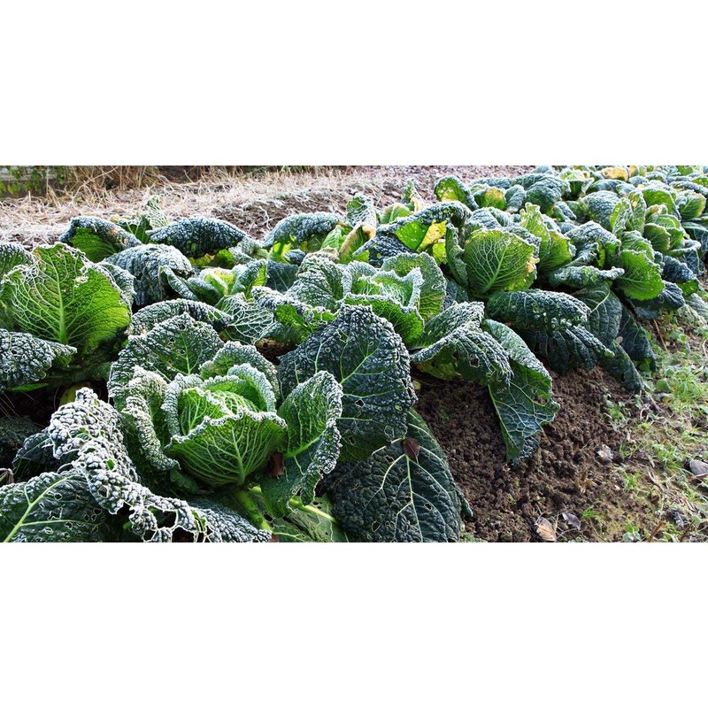 Seeds Savoy Cabbage Vertus Beautiful Vegetable Heirloom Ukraine for Planting