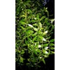 HPGS 10 Seeds - Mayten ""Weeping Green Shower"" Tree Seeds