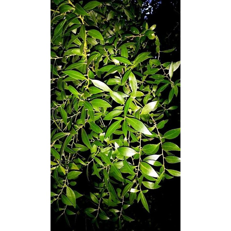 HPGS 10 Seeds - Mayten ""Weeping Green Shower"" Tree Seeds