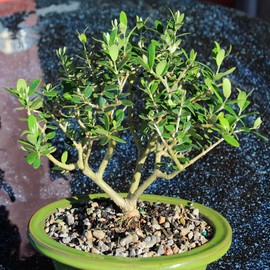 Brussel's Bonsai Live European Olive Bonsai Tree - Small, 4 to 8 in - Ceramic Bonsai Pot with Humidity Tray