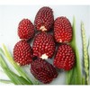 22Day Seeds: Seeds Strawberry Corn/Popping Corn/Zea mays Strawberry/Non GMO/Heirloom