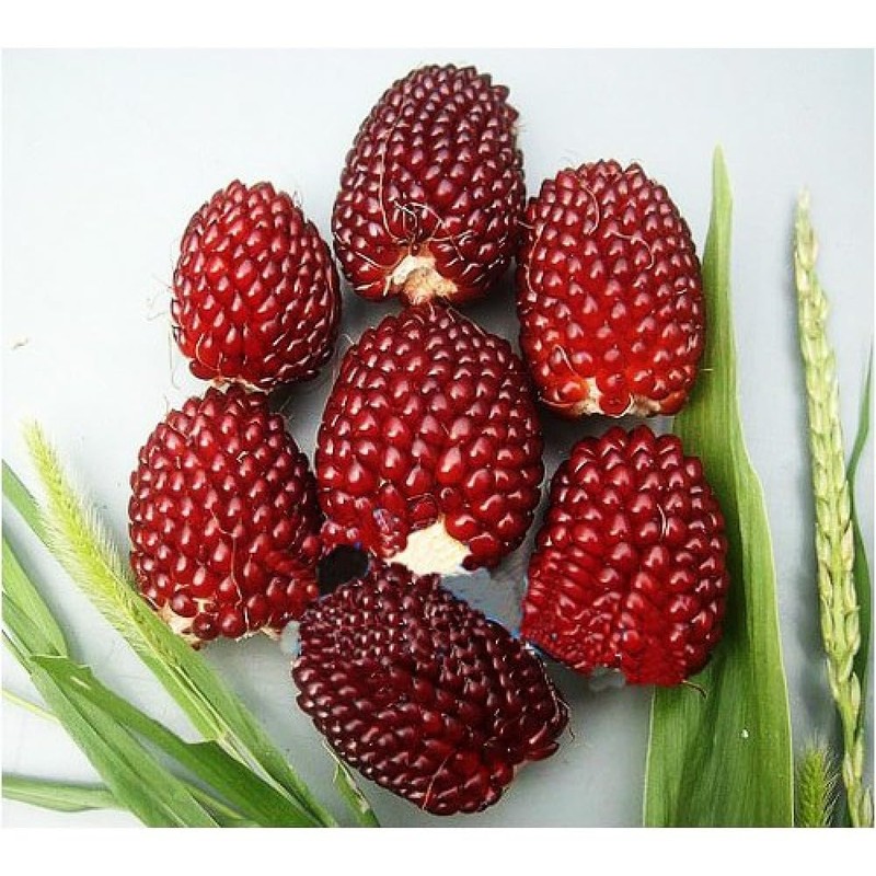 22Day Seeds: Seeds Strawberry Corn/Popping Corn/Zea mays Strawberry/Non GMO/Heirloom