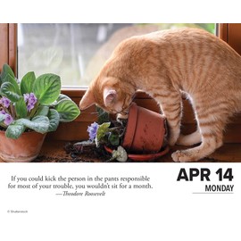 Willow Creek Press Bad Kitties Daily 2025 Box/Desk Calendar (5.86" x 4.72")