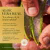 Shampoo Herbal Essences Bio:Renew 6X Aloe & Mango Protege &