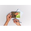 Squirrel (7 postcards): animal postcard set with 7 different fun