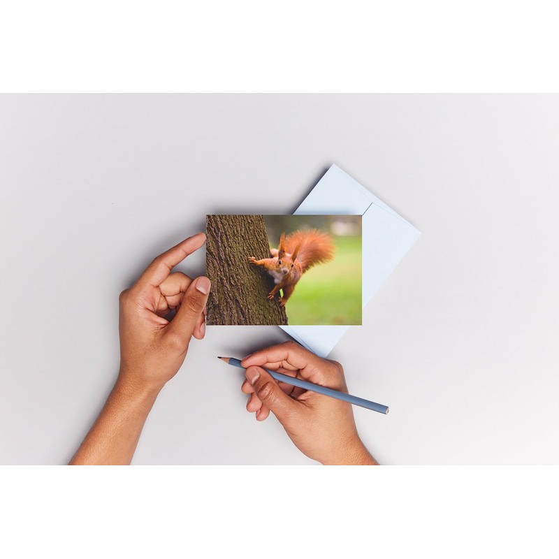 Squirrel (7 postcards): animal postcard set with 7 different fun