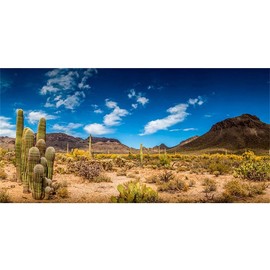 AWERT Reptile Habitat Background Blue Sky Oasis Cactus Desert Terrarium Background Durable Polyester Background