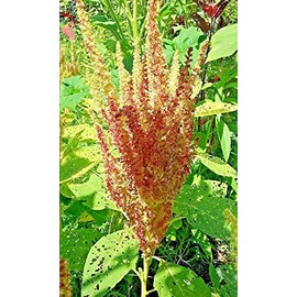 Rio San Lorenzo Amaranth Seeds! HARD TO FIND HEIRLOOM! 3-4 FT TALL! COMB. S/H!