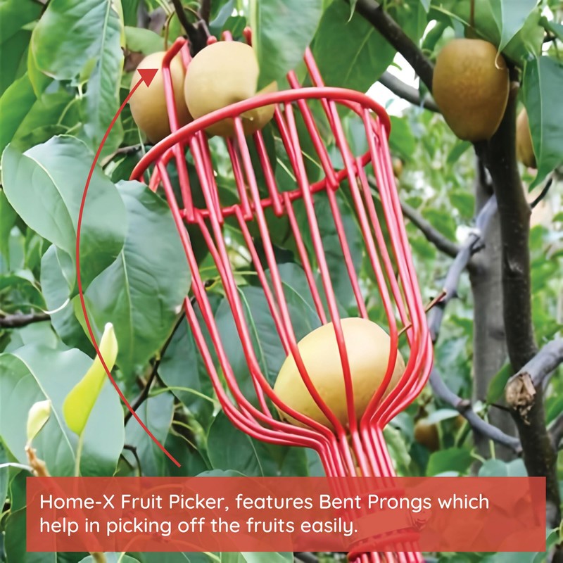 Home-X Fruit Picker Basket - Sturdy Tree Picker Tool with