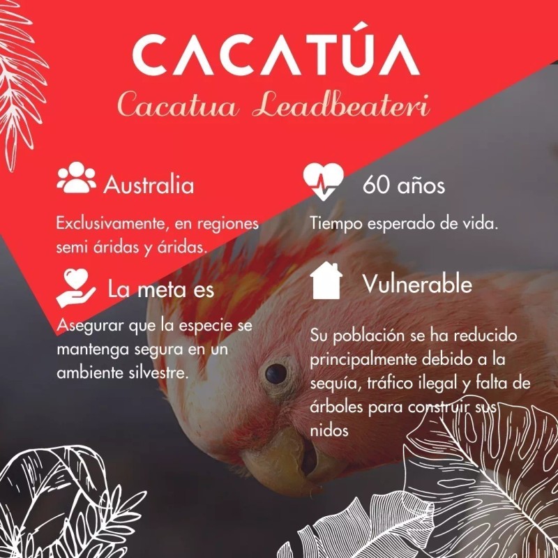 Vidamía Jabón Artesanal Ch Buttermilk Leche Castilla Nutritivo