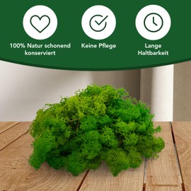 sphagnum-shop.com Real Reindeer Moss in Light Green 200 g for Model Making Crafts Decorative Iceland Moss Preserved