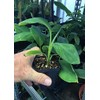 Pisang Awak aka Dwarf Namwah Cold Hardy Live Banana Plant
