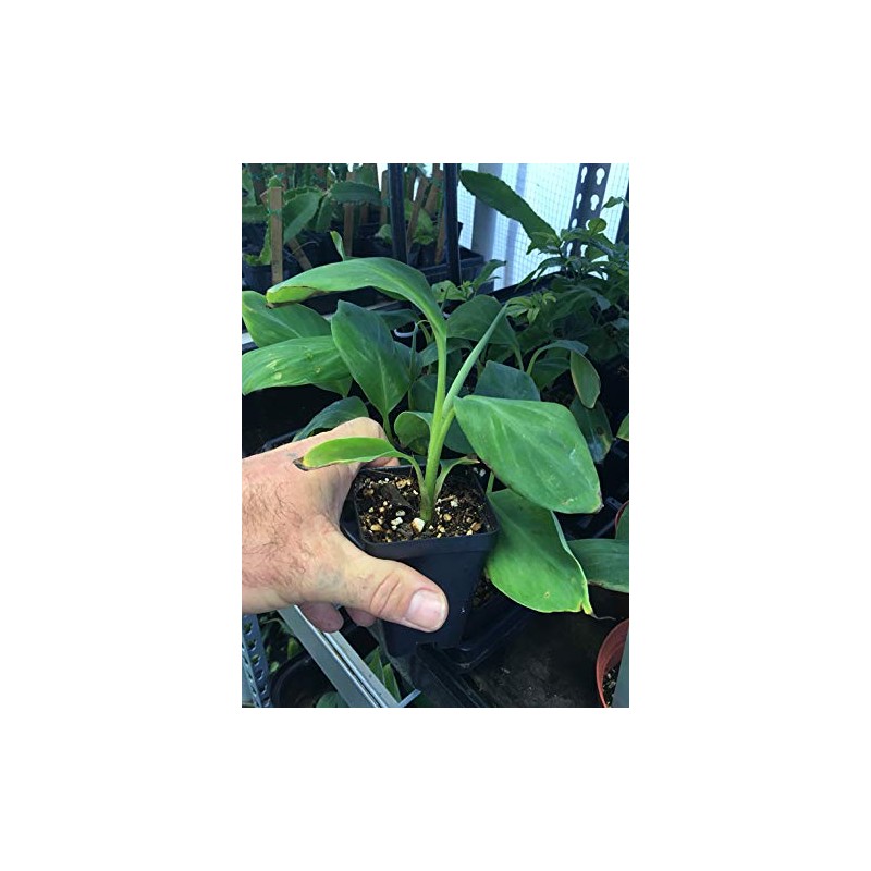 Pisang Awak aka Dwarf Namwah Cold Hardy Live Banana Plant