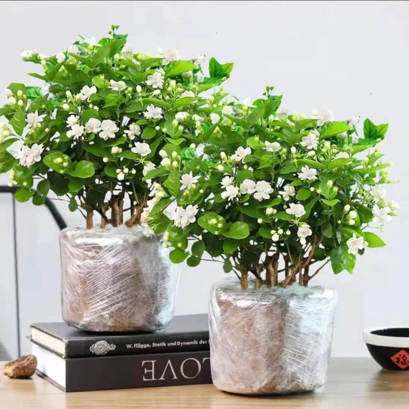 VISTATU 100+ Climbing Jasmine Flower Seeds Fragrant Plant for Planting