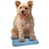 Snugglesafe Kühlpad für Hunde