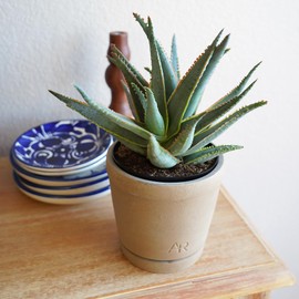 Altman Plants Swordfish Aloe Plant, Exotic Plants, Succulents Live Plant Decor, Exotic Succulent & Rare Plants, Real Plants Live Succulents Plants Live Houseplants, Rare Succulent Plants Live Plants