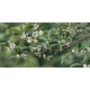 Fragrant Tea Olive Shrub | 2 Extra Large 3 Gallon