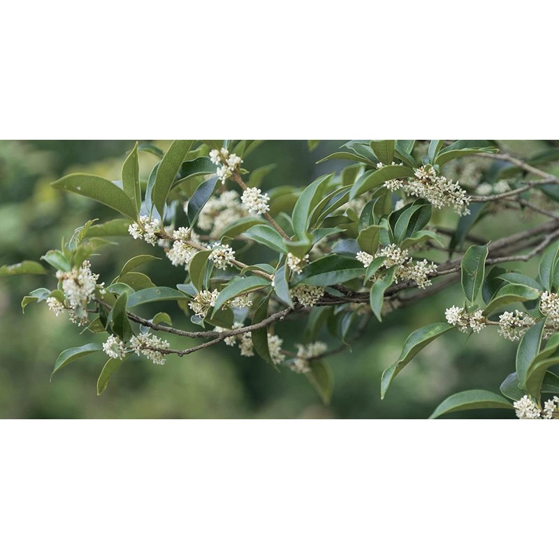 Fragrant Tea Olive Shrub | 2 Extra Large 3 Gallon