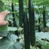 Nygardenia 60pcs Asian Suyo Long Cucumber Seeds - Heirloom, Non-GMO,