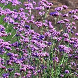 Park Seed 'Vanity' Verbena Seeds, Compact Habit and Deep Flower Color, Pack of 50 Seeds