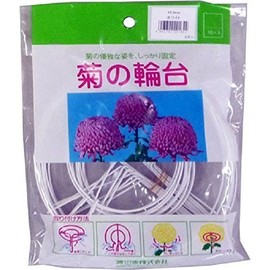 Watanabe Entertainment Co. Tae-yeon (Chrysanthemum Hoop Stand White 15.0 cm 10 Pack