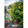 Gardenera's Citron Tree Soil Mix - The Perfect Blend of