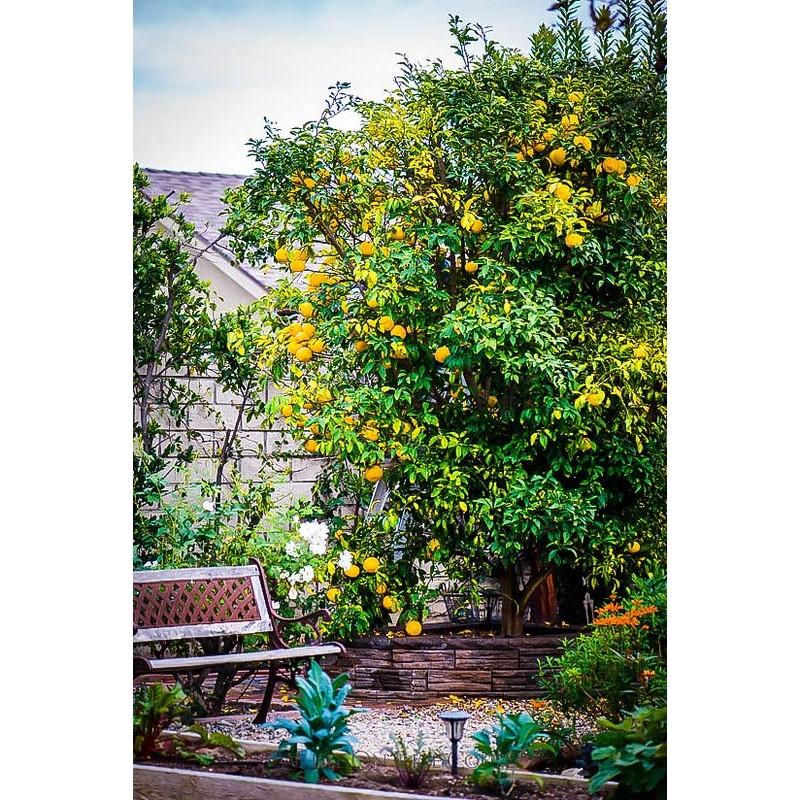 Gardenera's Citron Tree Soil Mix - The Perfect Blend of
