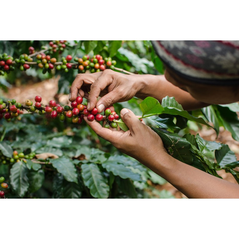 Cafe Don Pedro Decaf Premium Low Acid Coffee Pods For