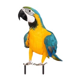 LOVIVER Parrot Ground Stake Parrot Ornament Acrylic Outdoor Decor Unique Decorative Stake for Lawn Backyard Outdoor