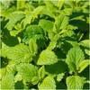 Seed Needs, Lemon Balm Herb Seeds for Planting (Melissa officinalis)