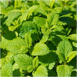 Seed Needs, Lemon Balm Herb Seeds for Planting (Melissa officinalis) Single Package of 500 Seeds - Heirloom, Non-GMO & Untreated