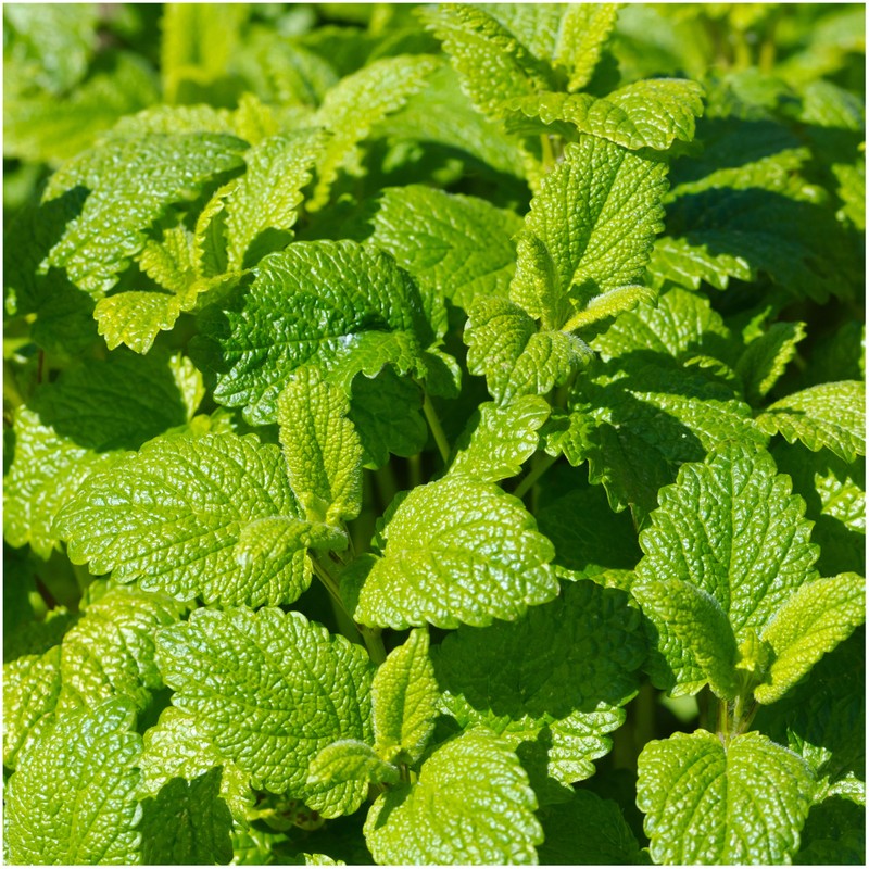 Seed Needs, Lemon Balm Herb Seeds for Planting (Melissa officinalis)