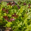 Burpee 'Gourmet Blend' Lettuce Seeds - 680mg Non-GMO Seed Packet