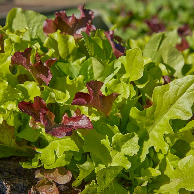 Burpee 'Gourmet Blend' Lettuce Seeds - 680mg Non-GMO Seed Packet