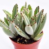 Live Panda Plant Succulent – Kalanchoe Tomentosa Succulent - Fully
