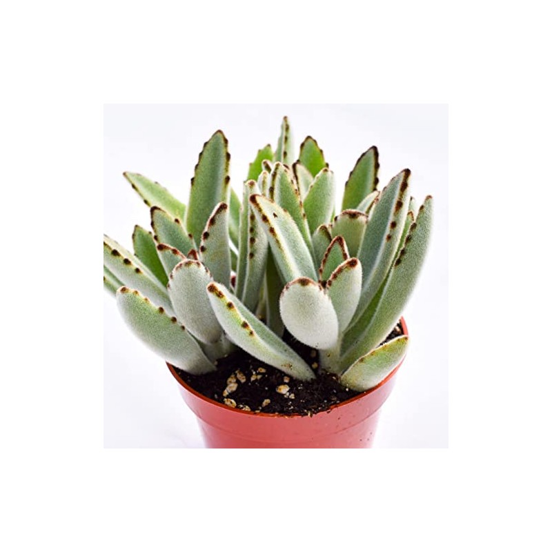 Live Panda Plant Succulent – Kalanchoe Tomentosa Succulent - Fully