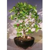 Bonsai Boy's Flowering Dwarf Weeping Barbados Cherry Bonsai Tree -