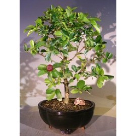 Bonsai Boy's Flowering Dwarf Weeping Barbados Cherry Bonsai Tree - Large malpighia Pendiculata