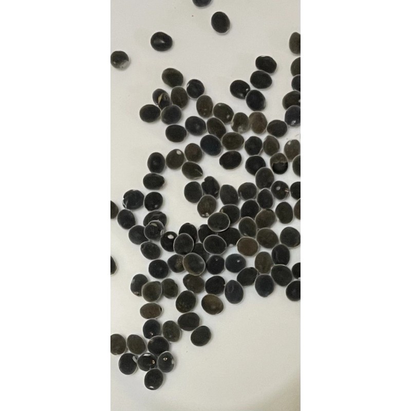Manoa Valley Roots Mgambo Hawaiian Velvet Seeds 10 count Black