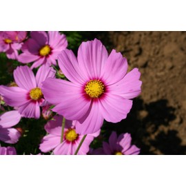Dwarf Pink Cosmos Flower Seeds, 750 Heirloom Flower Seeds Per Packet, Non GMO Seeds, Isla's Garden Seeds