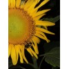 Seeds Bee Blooming Pikes Peak Giant Sunflower Seeds