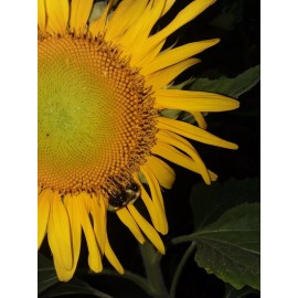 Seeds Bee Blooming Pikes Peak Giant Sunflower Seeds