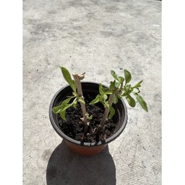 Goji Berry Plant 2 Cutting With Pot Live Plant Ready To Plant