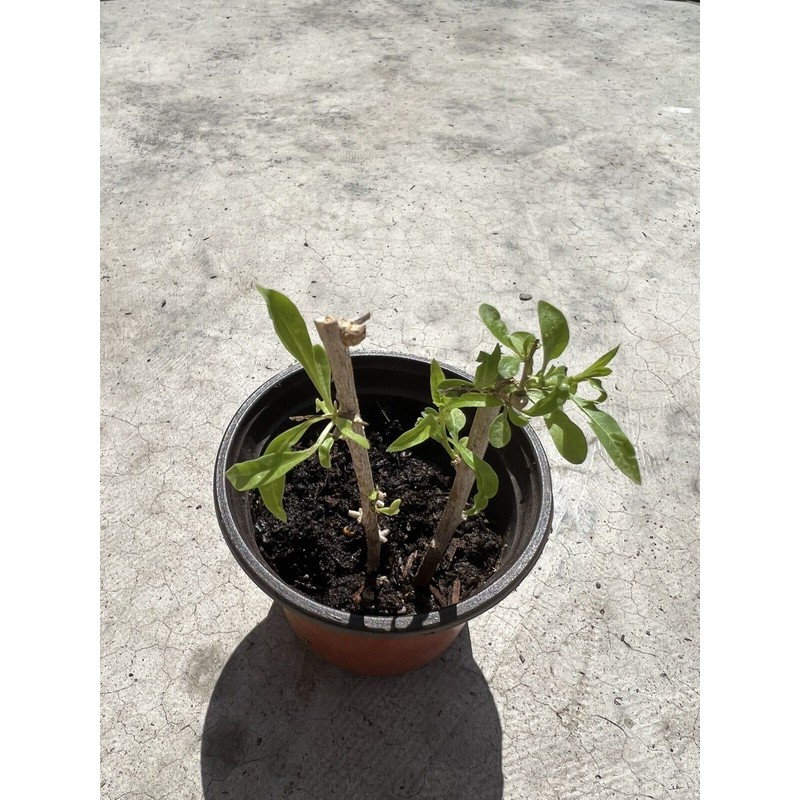 Goji Berry Plant 2 Cutting With Pot Live Plant Ready