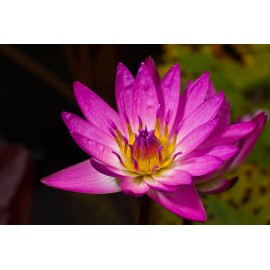 Live Hardy Water Lily Tubers  Aquatic Pond Plants Lilies Multiple Colors Avail - Pink